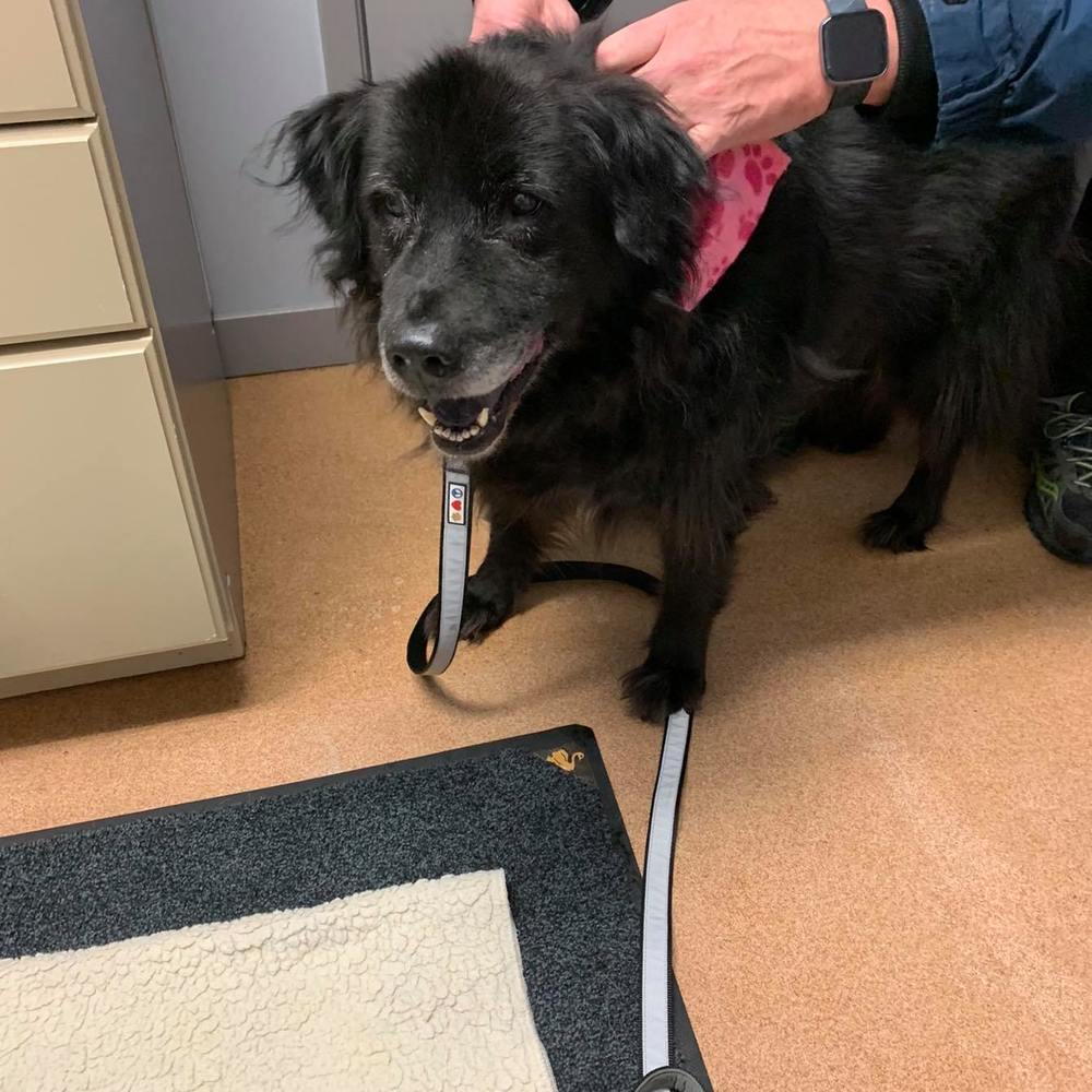 Meet your Posher, Stephanie 🇨🇦